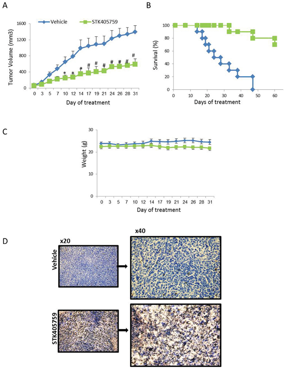Low-dose STK405759 decreases tumor growth and improves overall survival in a MM xenograft mouse model.