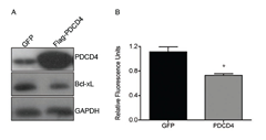 Re-introduction of PDCD4 into GBM causes reduction in Bcl-xL and cell viability.