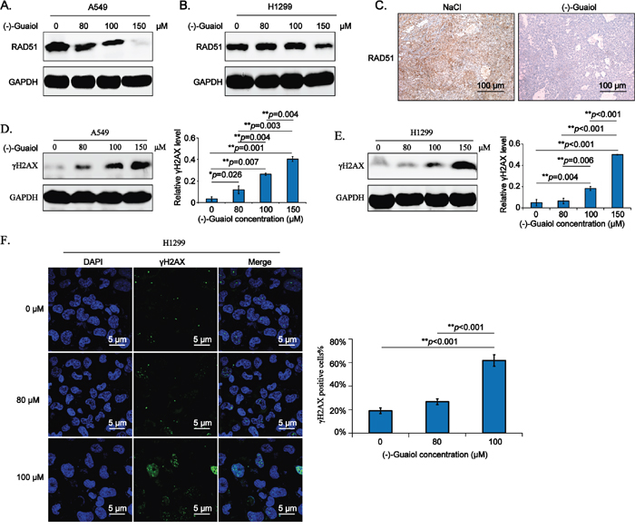 (-)-Guaiol is a DNA damaging agent by targeting RAD51 in NSCLC cells.