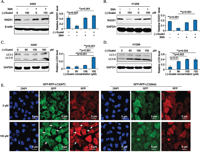 (-)-Guaiol regulates RAD51 expression via autophagy in NSCLC cells.