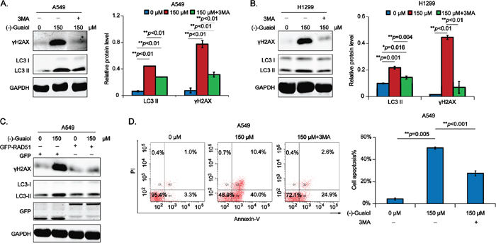 (-)-Guaiol obviously promotes DSB-triggered cell apoptosis in NSCLC cells via autophagy.