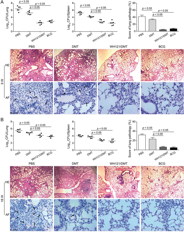 Protective efficacy of WH121/DMT vaccinated mice against primary infection.