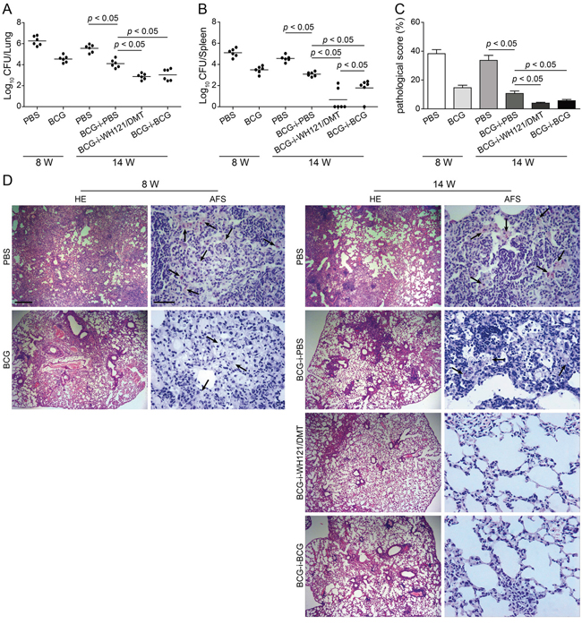 Protective efficacy of WH121 vaccinated mice against post-exposure infection.