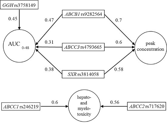 Subgraphs of the strongly relevant variables in pharmacokinetics and hepato-and myelotoxicity according to the univariate Bayesian network-based Bayesian multilevel analysis of relevance (BN-BMLA).