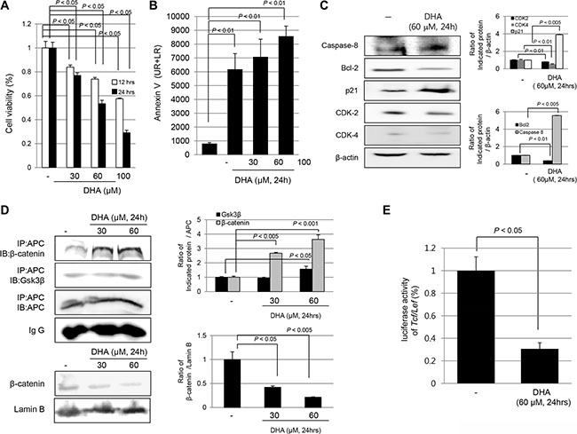 DHA induced cytotoxicity of HCT116 colon cancer cells via apoptosis and blocking the disassociation of &#x03B2;-catenin complex.