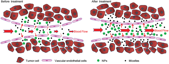 Schematic graph of tumor vessel normalization, tumor perfusion, and delivery of nanomedicines with different sizes to A549 tumors before and after IMA treatment.