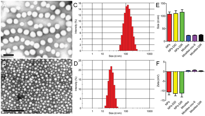 Characterizations of nanomedicines including NPs A, C, E, F. and micelles B, D, E, F.