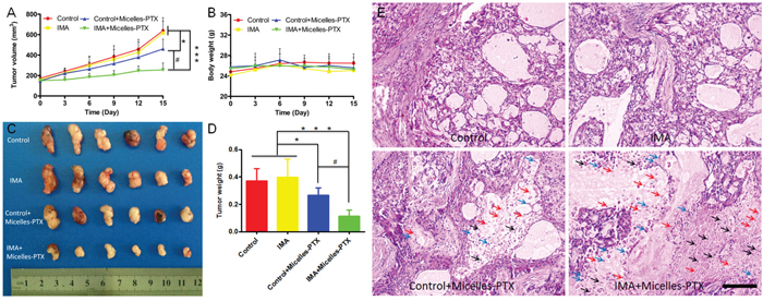 Micelles-PTX combined with IMA pretreatment significantly inhibited the growth of tumors.