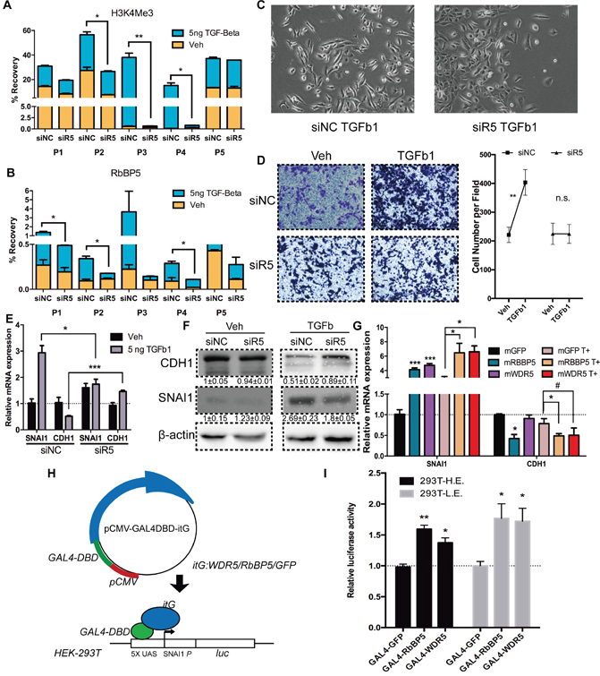 Abrogation of RbBP5 restricted EMT progression via blocking SNAI1 transcription.