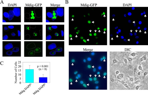 Mdig expression reduces heterochromatin staining.