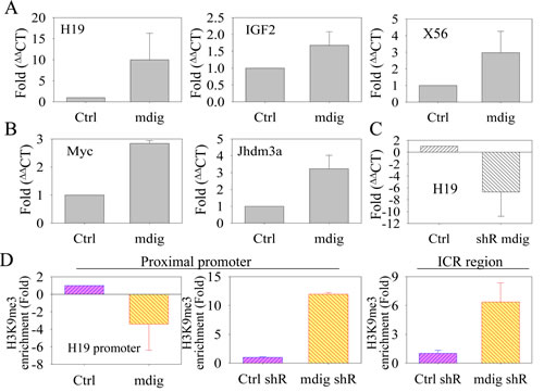 Mdig enhances the expression of genes in the heterochromatin region.