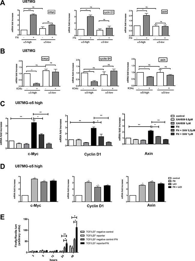 Integrin &#x03B1;5&#x03B2;1 activation increases &#x03B2;-catenin transactivation in U87MG cells.