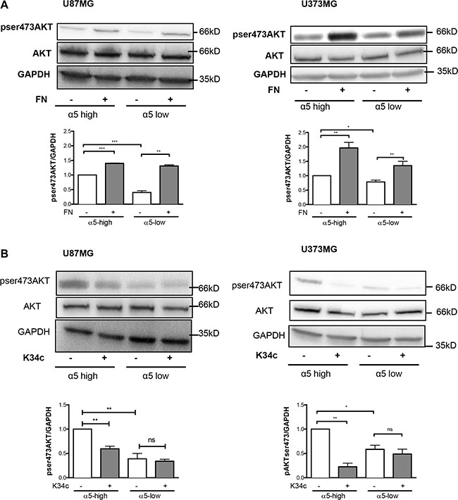 Expression of &#x03B1;5&#x03B2;1 integrin modulates the activity of AKT in U87MG and U373MG cell lines.