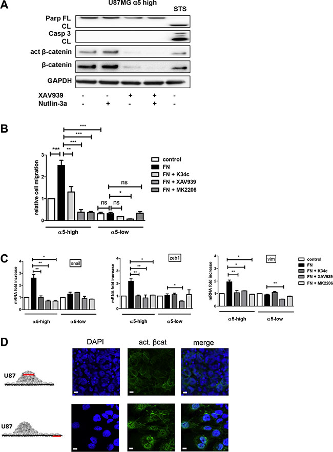 &#x03B1;5&#x03B2;1 integrin-dependent &#x03B2;-catenin activation triggers cell migration and not resistance to therapy scale bar represent 10 &#x03BC;m.