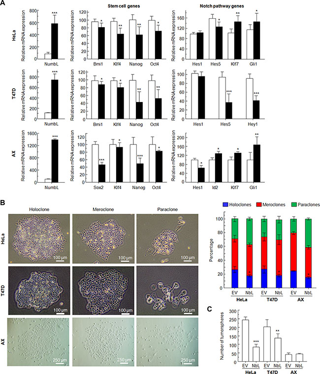 Overexpression of NumbL cDNA in HeLa, T47D and AX cells.