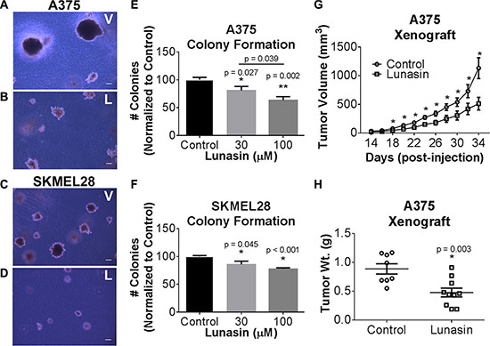 In vitro efficacy of lunasin in malignant melanomas.