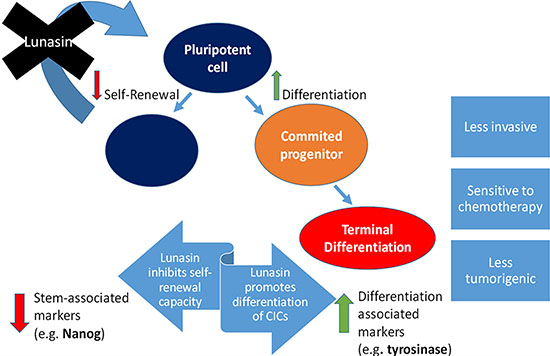 Proposed mechanism for Lunasin&#x2019;s activity in melanoma CICs.