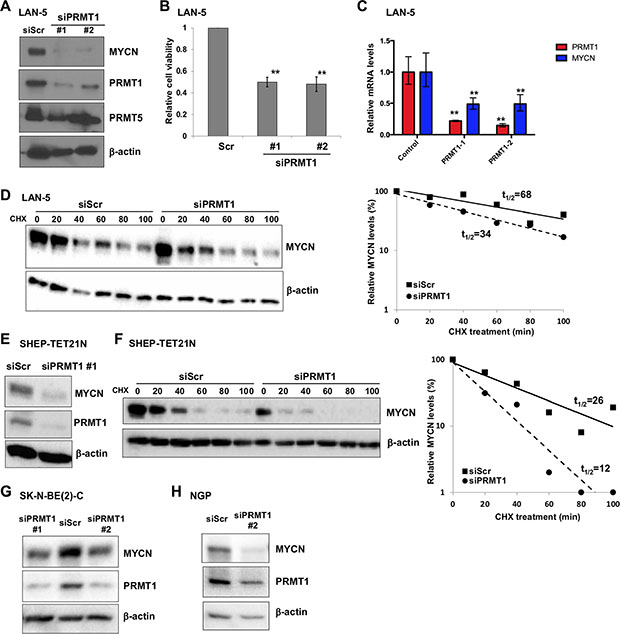 PRMT1 regulates MYCN expression.