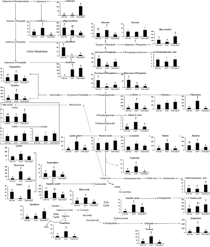 Schematic diagram of the metabolic pathway and relative levels of detected compounds in breast cancer cells with different metastatic potentials.