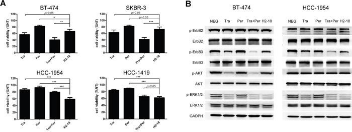 The antiproliferative activity of H2-18 in ErbB2-overexpressing breast cancer cell lines.