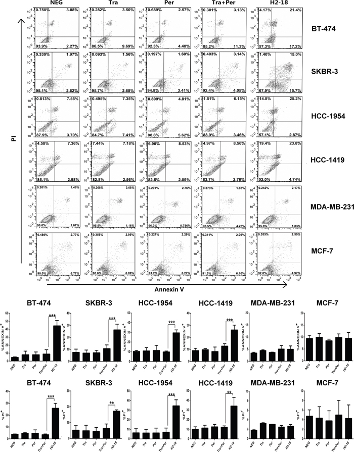 H2-18 potently induces apoptosis in ErbB2-overexpressing breast cancer cell lines.