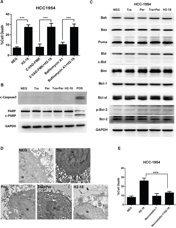H2-18-induced cell death is RIP1-dependent programmed necrosis.