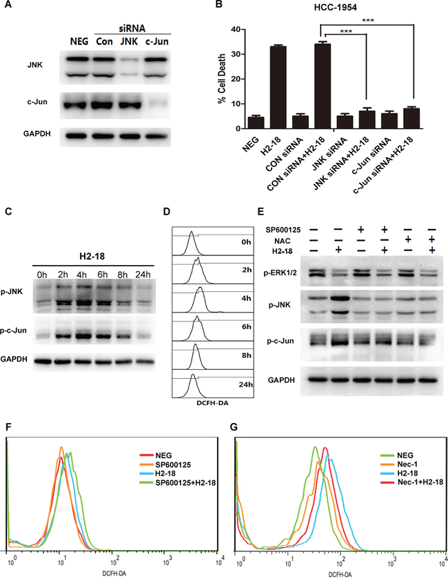 RIP1-ROS-JNK-c-Jun signaling pathway is involved in H2-18-induced programmed cell death.