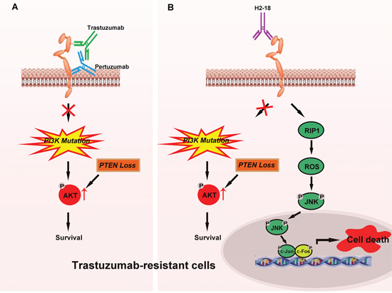 Model of H2-18 as an effective antibody conquering trastuzumab resistance by inducing programmed cell death.