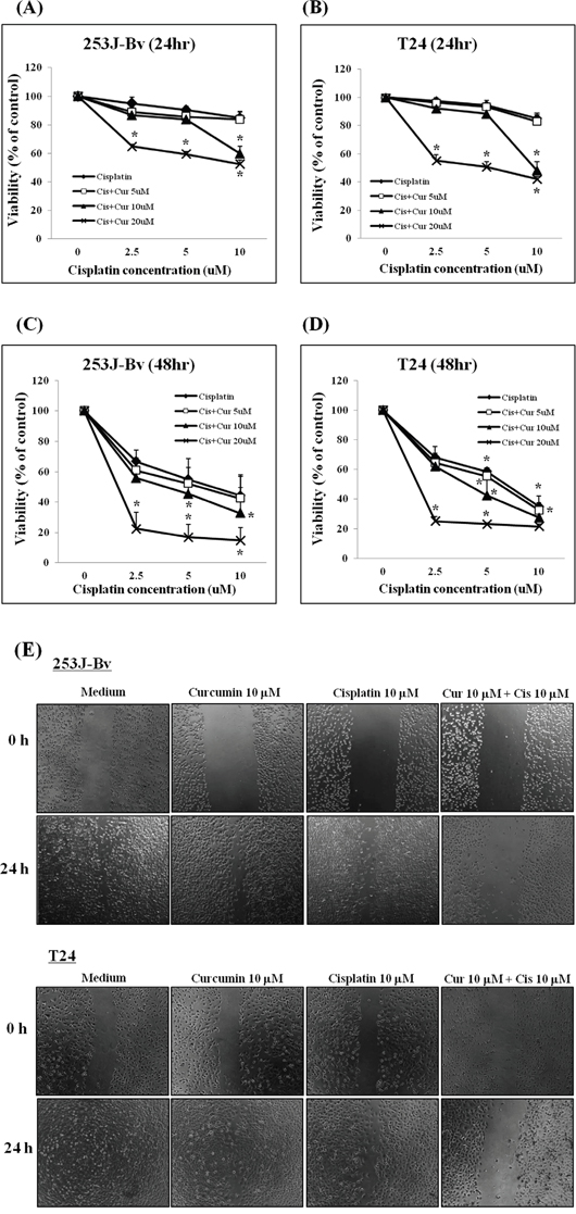 Proliferation rates of 253J-Bv and T24 cells after treatment with various cisplatin or curcumin concentrations.