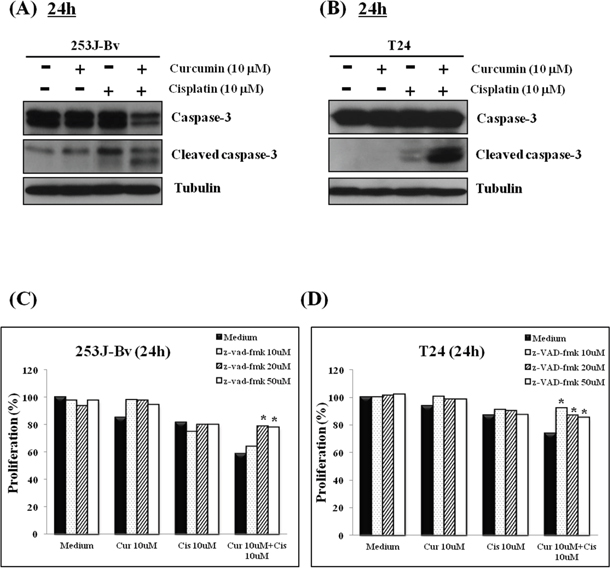 Involvement of caspase 3 in apoptosis of 253J-Bv and T24 bladder cancer cells incubated with curcumin and cisplatin.