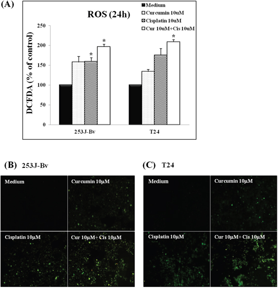 ROS generation induced by curcumin in combination with cisplatin in 253J-Bv and T24 bladder cancer cells.