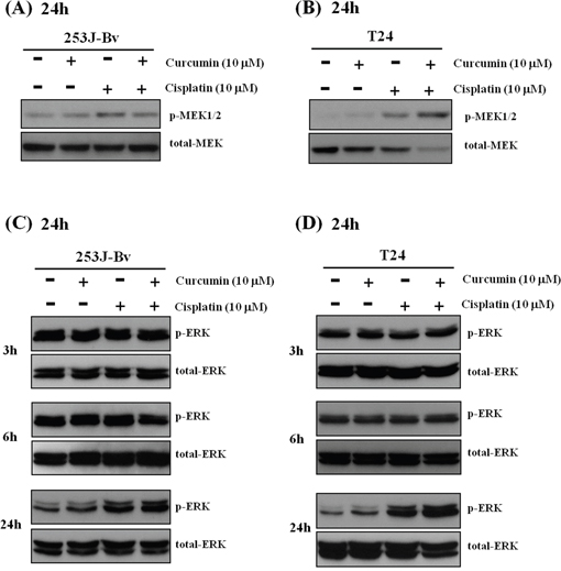 Activation of p-MEK and p-ERK1/2 in 253J-Bv and T24 bladder cancer cells stimulated with curcumin and cisplatin.
