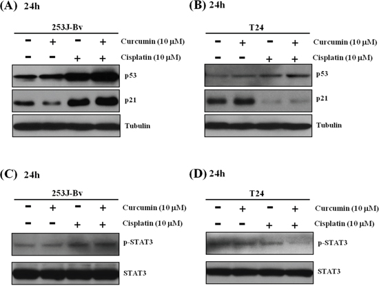 Effect of curcumin combined with cisplatin on p53, p21, and p-STAT3 expression in 253J-Bv and T24 bladder cancer cells.
