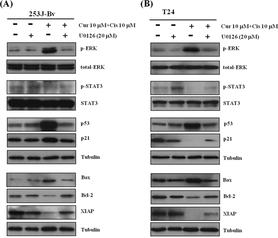 Effect of the MEK inhibitor U0126 on the expression of p-ERK1/2, STAT3 and apoptotic proteins of 253J-Bv and T24 cells treated with curcumin and cisplatin.