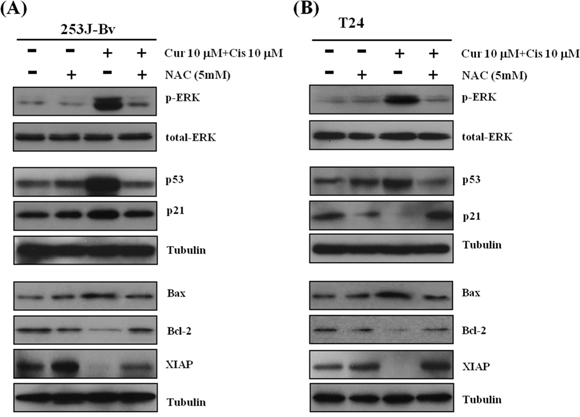 Effect of the ROS scavenger NAC on the expression of p-ERK1/2, STAT3, and apoptotic proteins in 253J-Bv and T24 cells treated with curcumin and cisplatin.