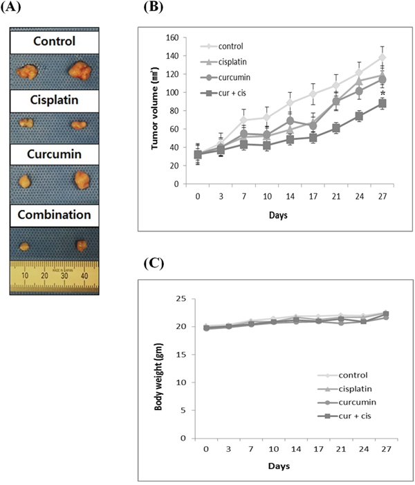 Curcumin potentiates the antitumor activity of cisplatin against human bladder cancer cells in nude mice.
