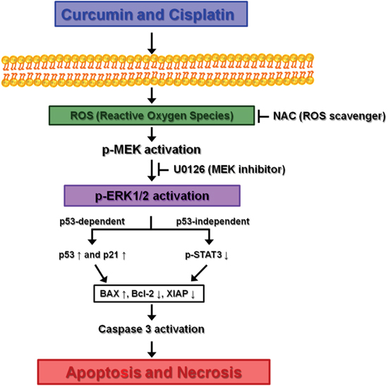 Proposed mechanism leading to apoptosis of bladder cancer cell lines via ROS-mediated activation of ERK1/2 with curcumin and cisplatin combination treatment