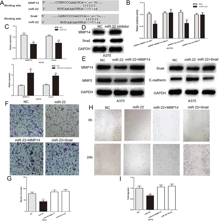 MMP14 and Snail are the functional targets of miR-22 that affect invasive and migratory abilities of melanoma cells.