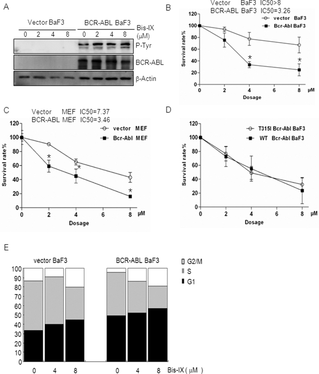BCR-ABL sensitized cells to Bisindolylmaleimide IX-induced cell death and cell cycle arrest.