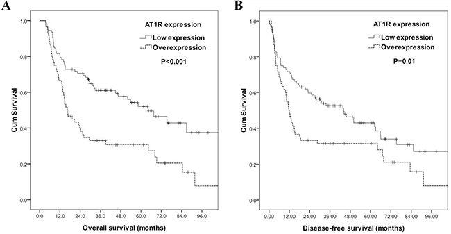 Kaplan&#x2013;Meier curves according to angiotensin II type I receptor (AT1R) status.