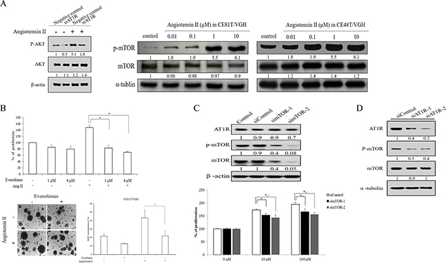 mTOR expression and activation participated in angiotensin II/AT1R signaling in ESCC.
