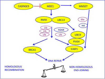 The biological model providing the rationale for our choice of DNA repair components to evaluate as potential predictive markers in advanced NSCLC patients treated with platinum-based chemotherapy.