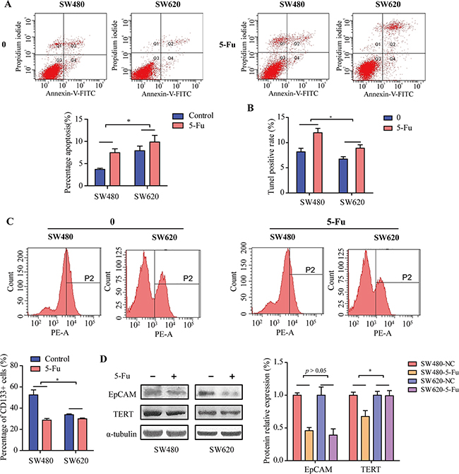 The effects of 5-Fu on cancer stem cells and drug resistance relative proteins of SW480 and SW620 cells.