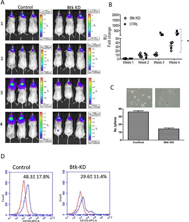 Figure 5. Btk-silencing led to decreased GBM tumorigenesis in vivo.