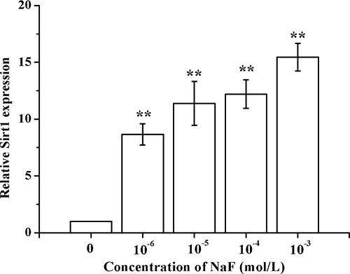 Determination of SIRT1 in osteoblast induced by NaF.