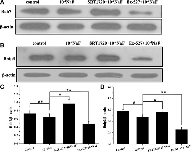 The pathways mediated by SIRT1 in NaF-induced apoptosis and autophagy.