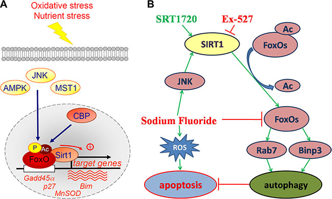 Positive regulation of FoxO factors by oxidative stress stimuli and the proposal signaling pathway of the current study.