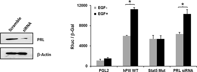 Relevance of STAT5 and lack of participation of endogenous PRL on EGF activation of PRLR promoter activity.