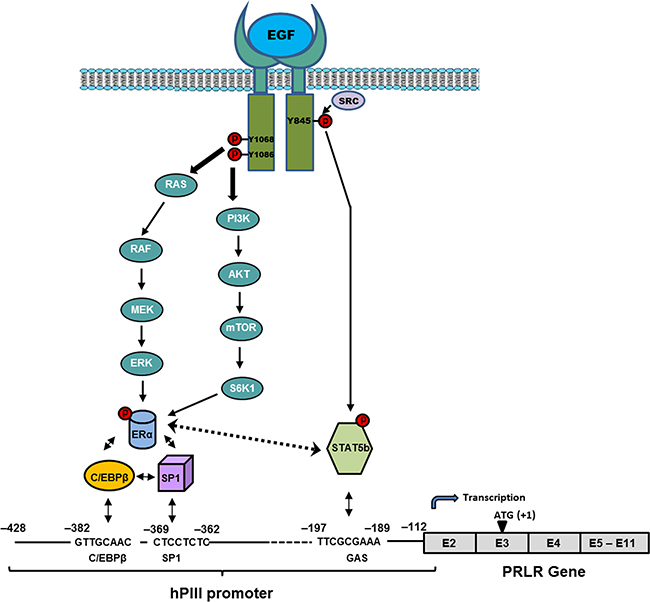 Proposed mechanism of up-regulation of the PRLR by EGF/EGFR.