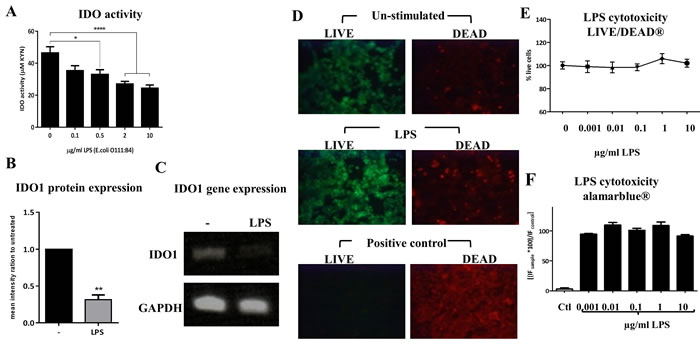 Down-regulation of indoleamine 2,3-dioxygenase (IDO) in response to LPS stimulation in human airway epithelial cells (ECs).